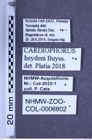 Etiketten zu Cardiophorus heydeni (Buysson, 1915) (NHMW-ZOO-COL-0006802)